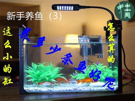 魚缸可以養幾隻魚